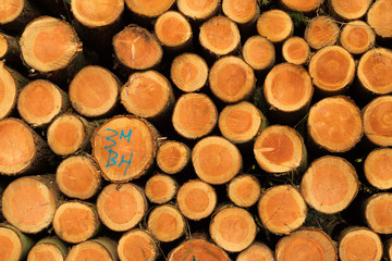 wood logging in the netherlands