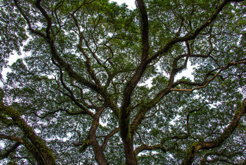Scary Tree Branches