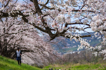 桜並木