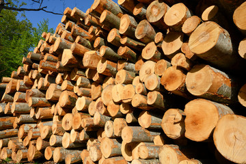 Aufgeschichtete, gefällte Bäume, Brünigpass, Schweiz