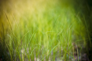 atmospheric summer lawn on a sunny day, textural green grass in increasing