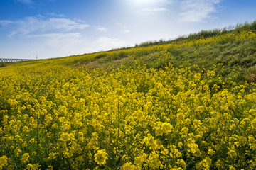 菜の花