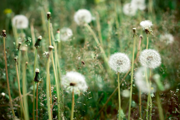 dandelion field full of white fluffy flowers that cause allergies