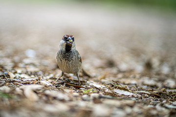 Nahaufnahme eines Spatzes (Haussperling) auf einem Parkboden