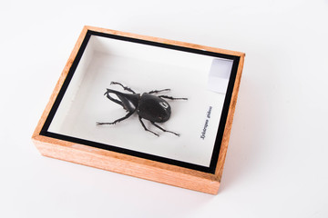 Rare insects in wooden boxes