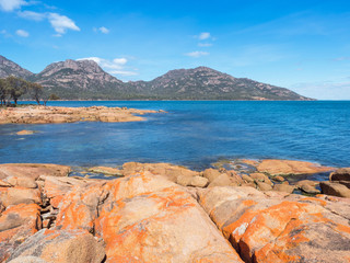 Lichen on Rocks at Coles Bay