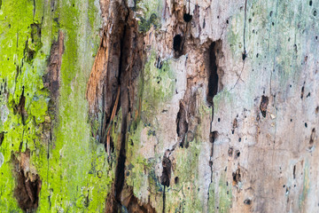 bark of a tree