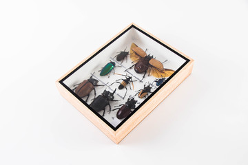 Rare insects in wooden boxes