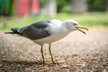 Nahaufnahme einer Möwe in einem Park
