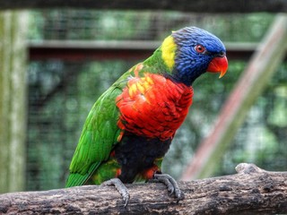 Rainbow Lorikeet