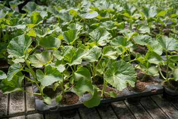 Commercial seedlings in trays