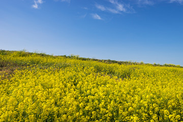 Obraz premium 春の空