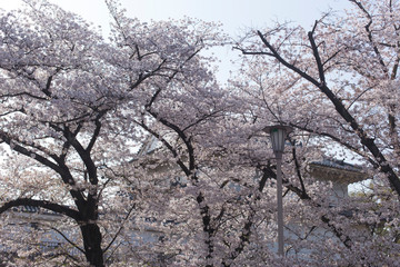 Background, street lamp and cherry blossoms in the Osaka Castle in Japan