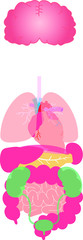 Obraz na płótnie Canvas Illustration of cute human organs 