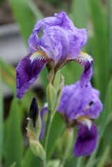 The iris flower. Beautiful purple flower in bloom on a crisp spring morning
