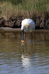 Eurasian or common spoonbill in nature Island Texel,Holland