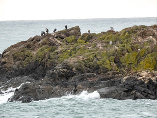 kayanın &uuml;zerinde kuşlar