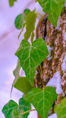 Obraz premium Clear Vertical Vibrant heart shaped vines and green algae thriving on the trunk of a tree
