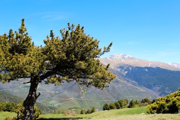 Obraz premium árbol y montaña