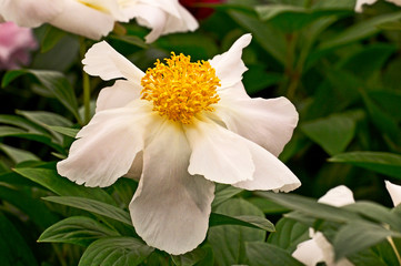 Herbaceous Peony 'White Wings' close up in flower border