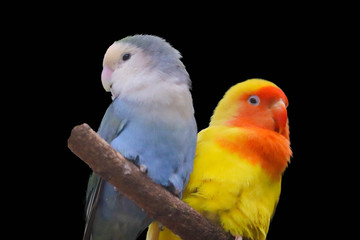 lovebird isolated on black background