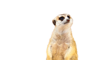 The cute Meerkat isolated