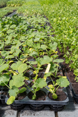 Commercial squash seedlings in trays