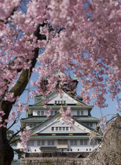 Naklejka premium Pink flowers of the cherry blossoms and behind the Osaka Castle in Japan