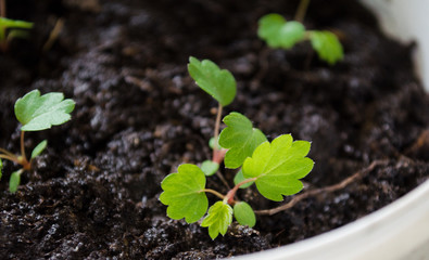 small green shoots of seedlings in the ground. early seedlings are grown from seed in pots. green seedling growing out of the soil