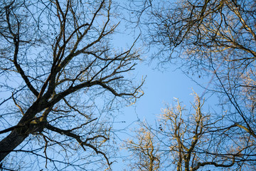 Looking up the trees against a clear blue sky