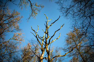 Looking up the trees against a clear blue sky