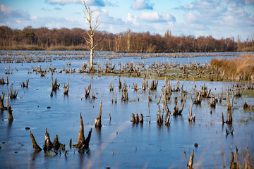 Naklejka premium Dutch moor Mariapeel on a sunny winter morning
