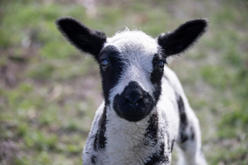 Obraz premium Cute curious lamb staring at camera in a Dutch meadow, Woudrichem