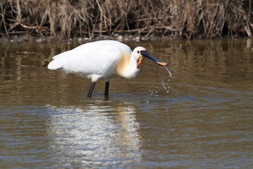 Eurasian or common spoonbill in nature Island Texel,Holland