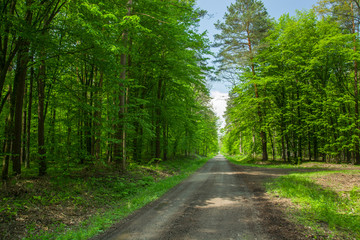 Fototapeta premium Gravel road through green spring forest