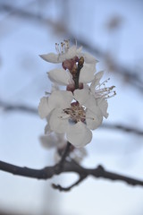Fruit blossom