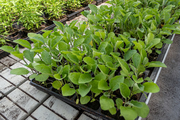 Commercial eggplant seedlings in trays