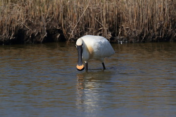 Eurasian or common spoonbill in nature Island Texel,Holland