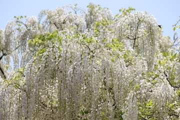 白い藤花