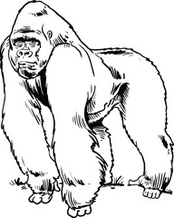 Cartoon gorilla isolated on white background