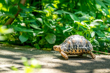 Turtle walking