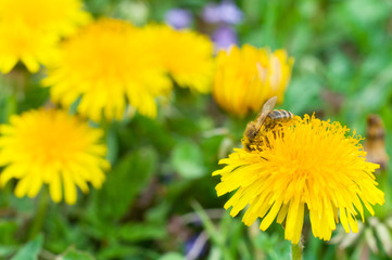 Bee on a yellow flower collects honey macros