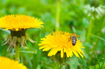 Bee on a yellow flower collects honey macros