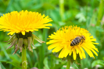 Bee on a yellow flower collects honey macros