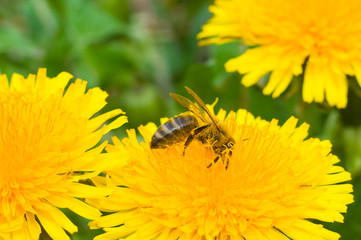 Bee on a yellow flower collects honey macros