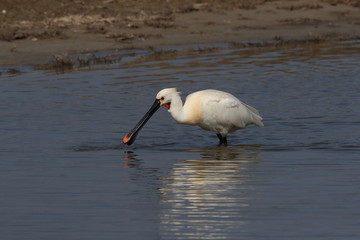 Eurasian or common spoonbill in nature Island Texel,Holland