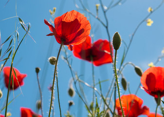 Red poppy flowers