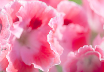 natural floral background with white and pink geraniums