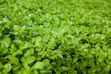 growing watercress background