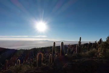 Big cactus in Incahuasi island in the time of sunrise
